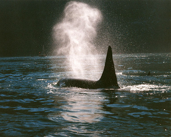 Orca Orca